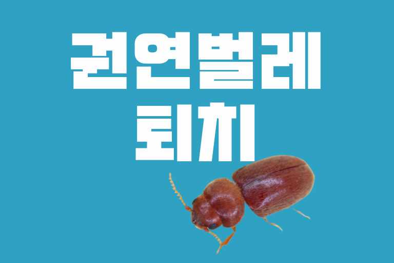 권연벌레 (Lasioderma serricorne)퇴치하는 방법